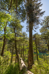 Obraz premium Araukárie (Araucaria araucana) This particular kind of prymulas is endemic, which means that it only occurs here – in central Chile and in the west of Argentina.