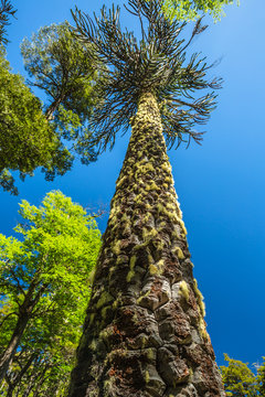 Araukárie (Araucaria araucana) This particular kind of prymulas is endemic, which means that it only occurs here – in central Chile and in the west of Argentina. © vaclav