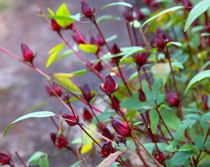 Roselle Flower herbal tea freshness on tree background