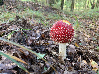 Pilze