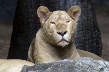 Naklejka premium Lioness in the zoo