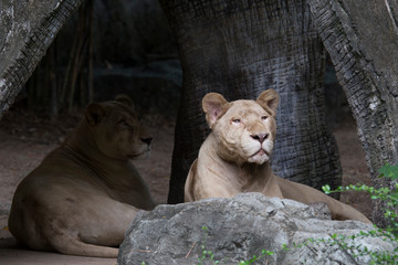 Lioness in the zoo