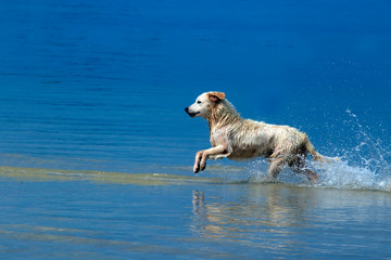 Dog playing in the water.