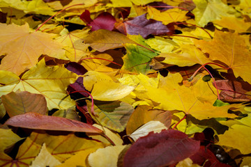 Yellow and red autumn leaves lie on the ground.