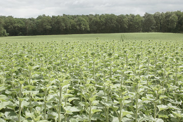 in der sonne liegendes sonnenblumenfeld mit unreifen sonnenblumen im leichten gegenlicht