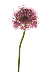 Beautiful purple flower