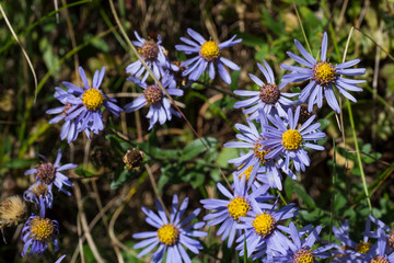 Alto Adige Italy Italia sunny day outdoor