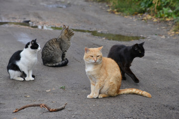 group of multicolor cats on the road