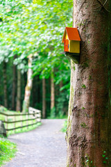 Yellow fairy house on a tree, fairy trial.