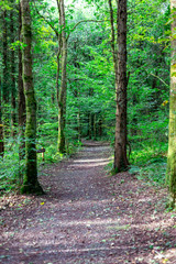Forest footpath in the Bellek Woods, Ireland.