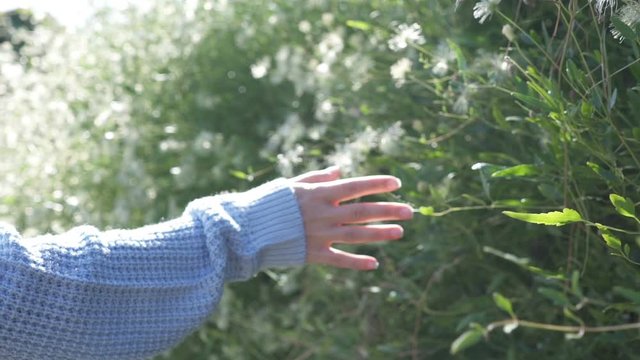 Woman hand touching and stroking top of tree plant