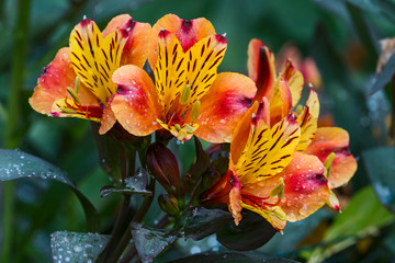 Nature flora botanic plant blossom color colorful