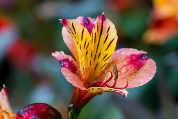 Nature flora botanic plant blossom color colorful