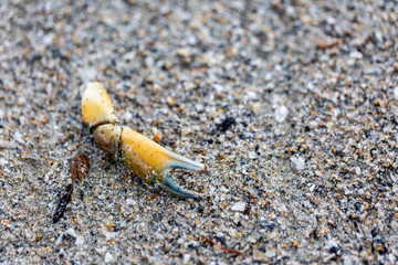 single crabs leg on a beach