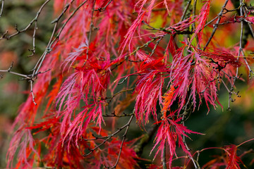 Nature flora botanic plant blossom color colorful