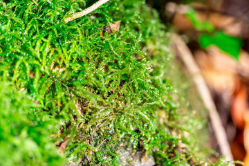 Close-up of freshness green moss growing covered on stone floor in the sunlight, selective focus