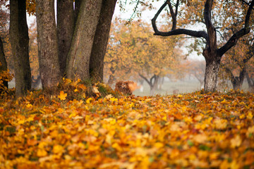 Autumn apple garden  and dog walking through it