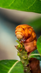 detail closeup of orange caterpillar eating the leaves