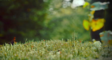 Obraz premium Lichens in the forrest