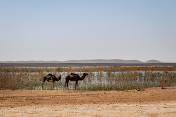 Camels at a lake