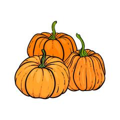 decorative orange pumpkins. Hand drawn sketch vector autumn illustration. Thanksgiving Day, halloween Holiday background. Harvest