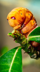 detail closeup of orange caterpillar eating the leaves