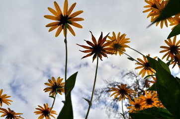 Viele Rudbeckien