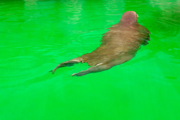 A large walrus is basking in the sun and swimming in the water at the zoo.