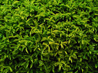 green leaves background