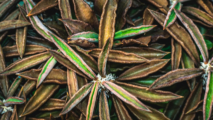 stack of Euphorbia decaryi leaves with beautiful color gradation