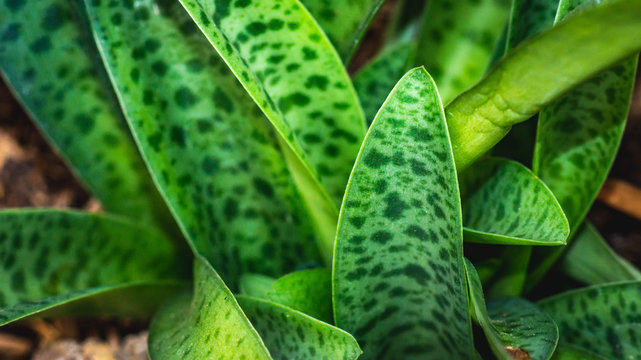 closeup of green leaves with dot pattern. Ledebouria, drought tolerant plant