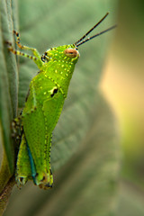 grasshopper on leaves in nature graden, caelifera