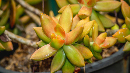 closeup of beautiful succulent used as ornamental plant