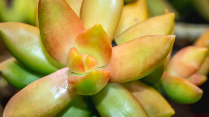 Fototapeta na wymiar closeup of beautiful succulent used as ornamental plant