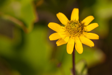 Gelbe Blüte mit Stengel