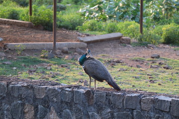 peacock in a zoo without a tail
