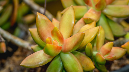 closeup of beautiful succulent used as ornamental plant