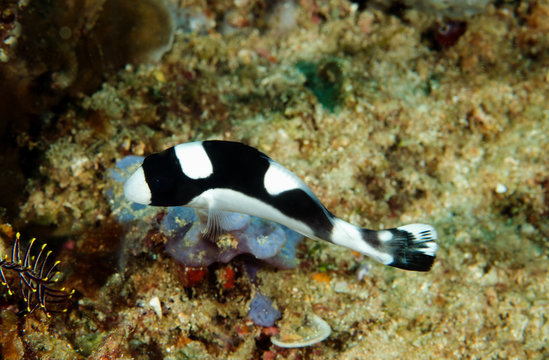 Juvenile dotted sweetlips, Plectorhinchus picus, Sulawesi Indonesia.