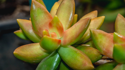 closeup of beautiful succulent used as ornamental plant