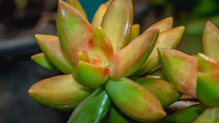 closeup of beautiful succulent used as ornamental plant