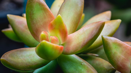 closeup of beautiful succulent used as ornamental plant
