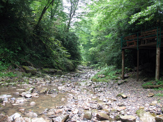 Little river in the wild wald