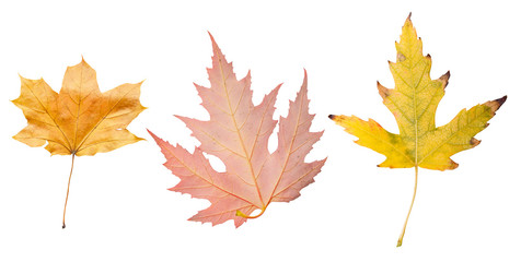 Naklejka na ściany i meble isolated yellow and red autumn leaf on white background. Leaves in fall
