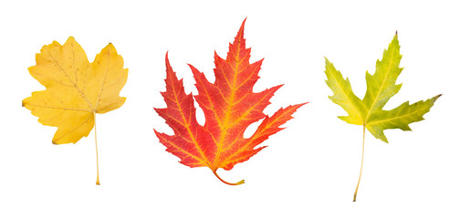 isolated yellow and red autumn leaf on white background. Leaves in fall
