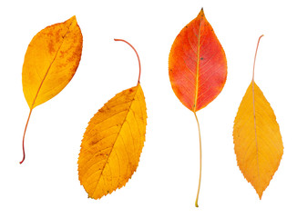 isolated yellow and red autumn leaf on white background. Leaves in fall