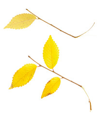 isolated yellow and red autumn leaf on white background. Leaves in fall