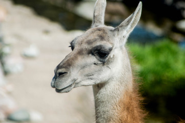 Llama