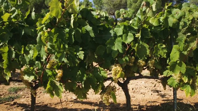 Closeup of bunches of ripe white grapes on vine in vineyard. Selective focus