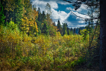 forest in autumn