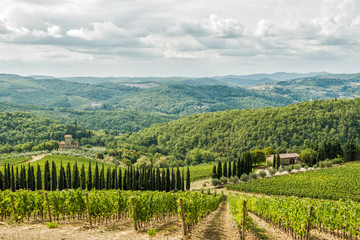 Fototapeta na wymiar Vineyards landscapes in the morning in Albola in the Chianti region.